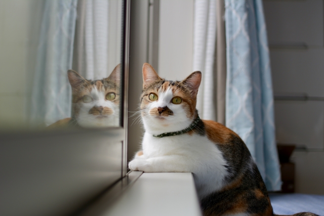 Calico cat sitting on a windowsill, looking outward with reflection in the glass.