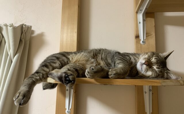 Cat napping on a wooden shelf supported by metal brackets in a cozy indoor corner.