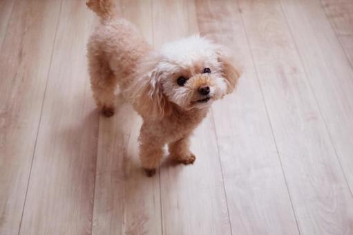 Small fluffy apricot toy poodle standing on a light wood floor, looking up at the camera.